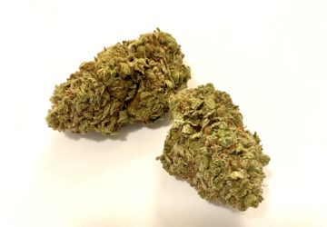 MASTER KUSH “INDICA” OUTDOOR $100oz SPECIAL